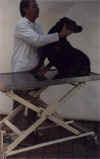 Vet Scissor Lift